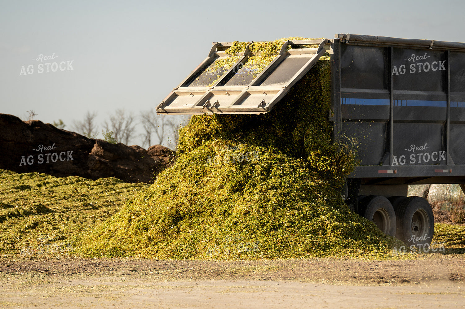 Storing Silage 185187
