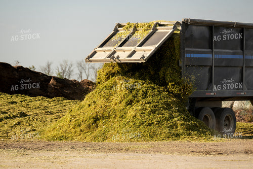 Storing Silage 185187