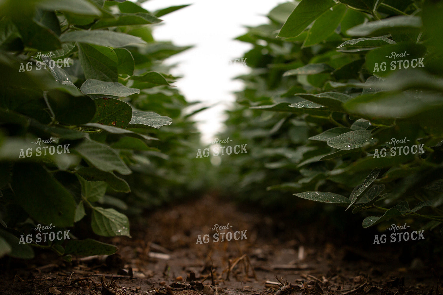 Mid-Season Soybean Field 157204