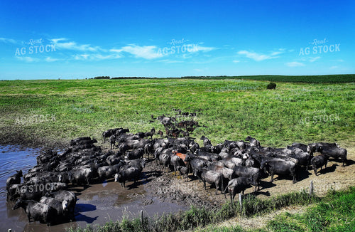Aerial of Cattle on Summer Pasture 141338