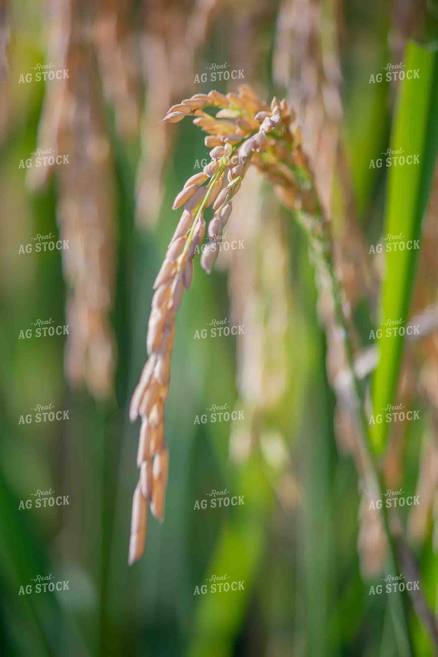 Rice 291045