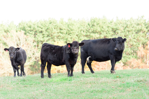 Angus Cattle in Pasture 74004