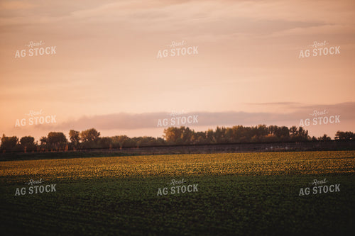 Soybean Field After Rain Storm 5764