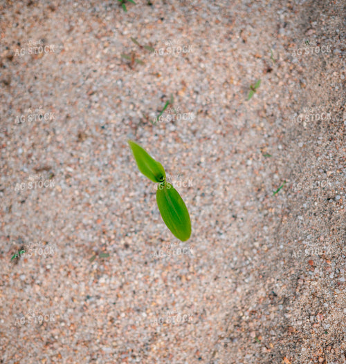 Young Corn Plant in Sandy Soil 56657