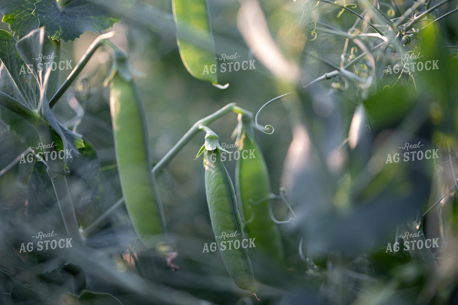 Peas  76025