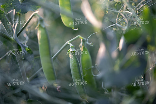 Peas  76025
