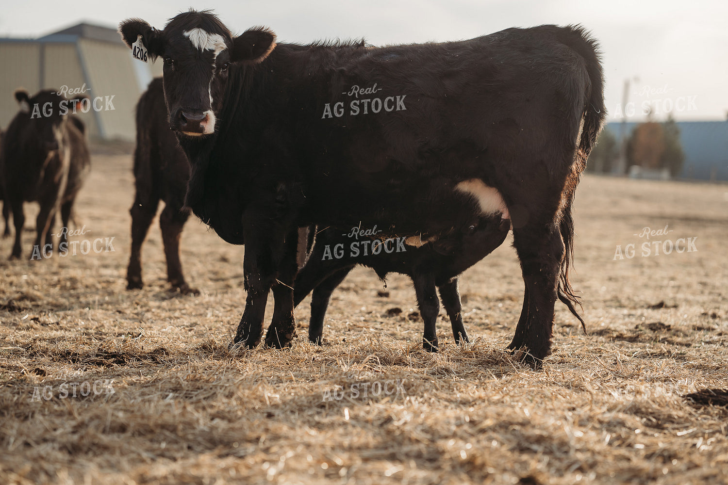 Cow Calf Pairs on Pasture 196239
