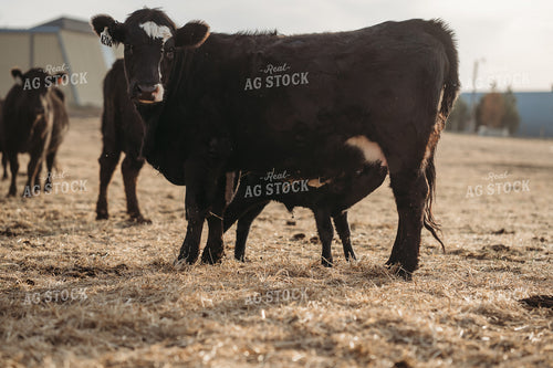 Cow Calf Pairs on Pasture 196239