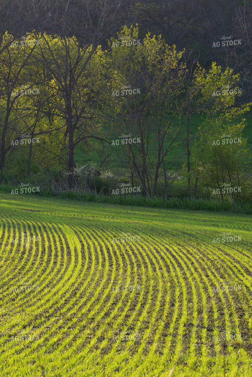 Early Growth Hay Field 145020