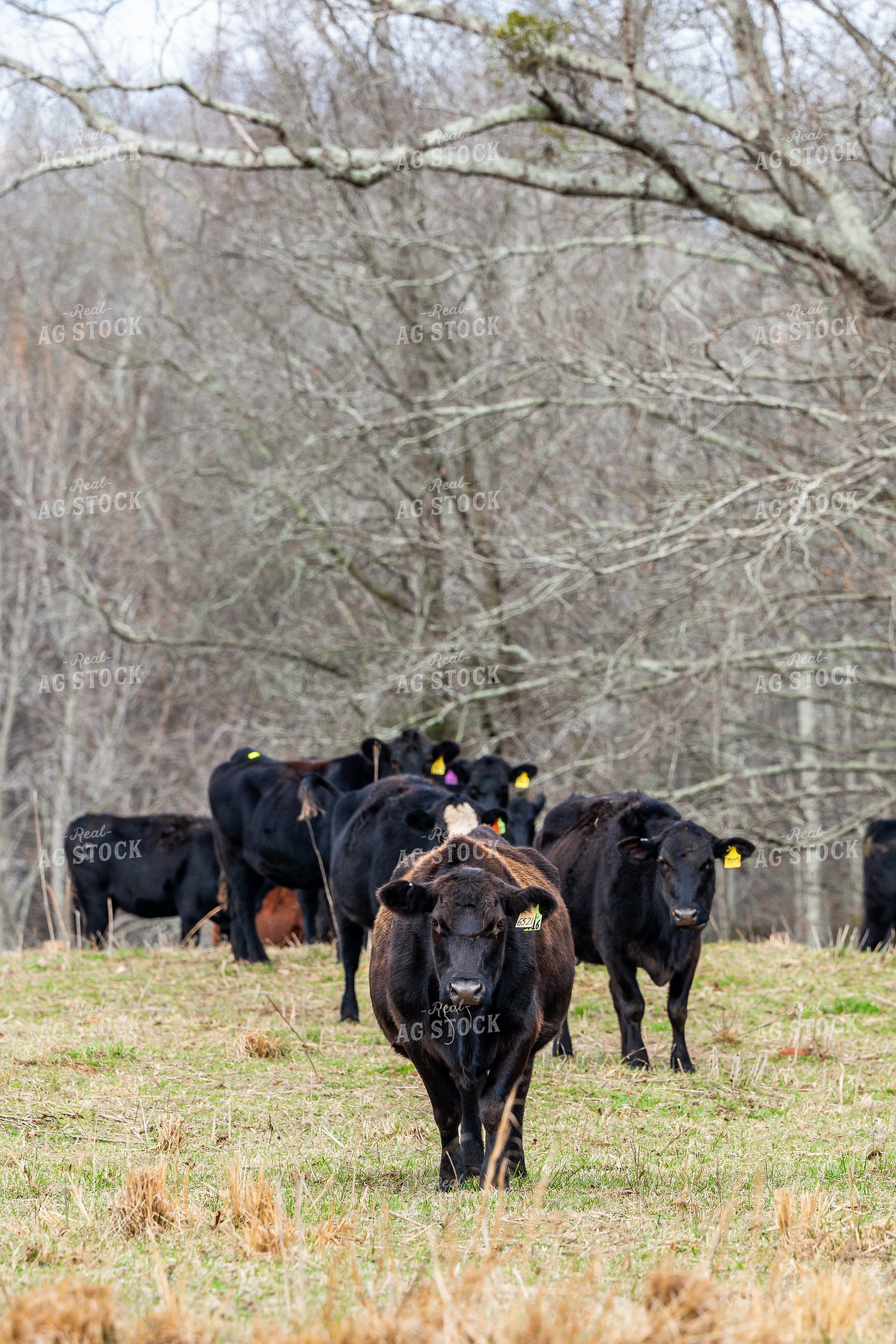 Black Angus Cattle 192033