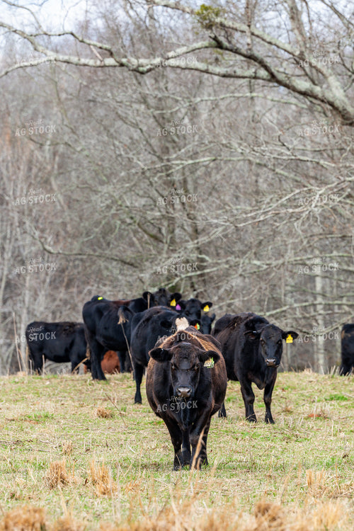 Black Angus Cattle 192033