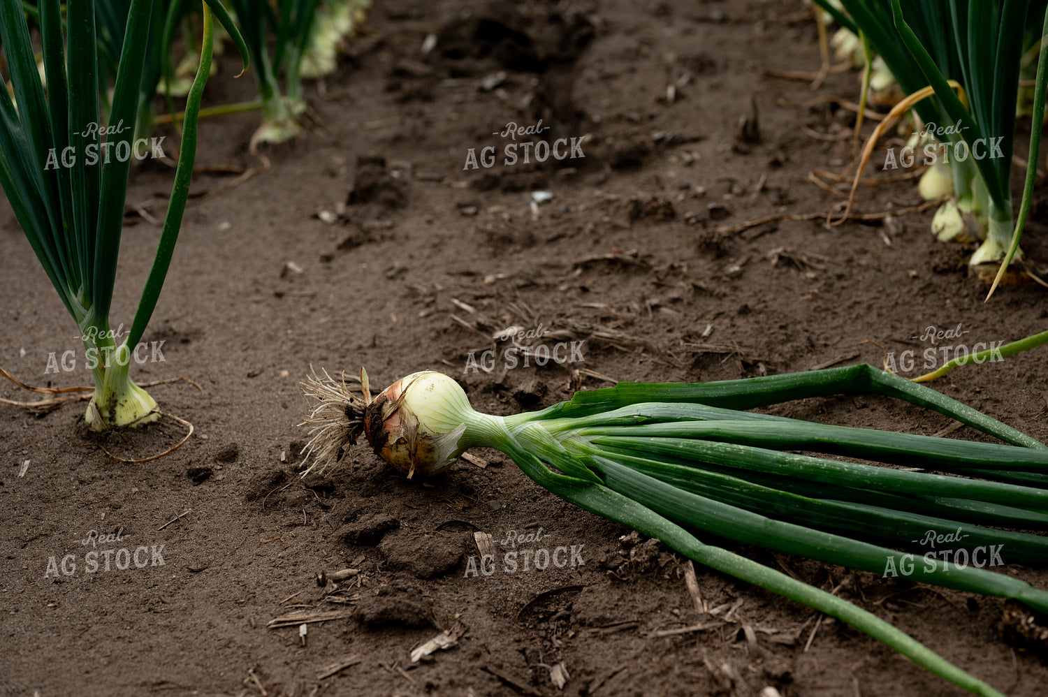 Onion in Field 185159