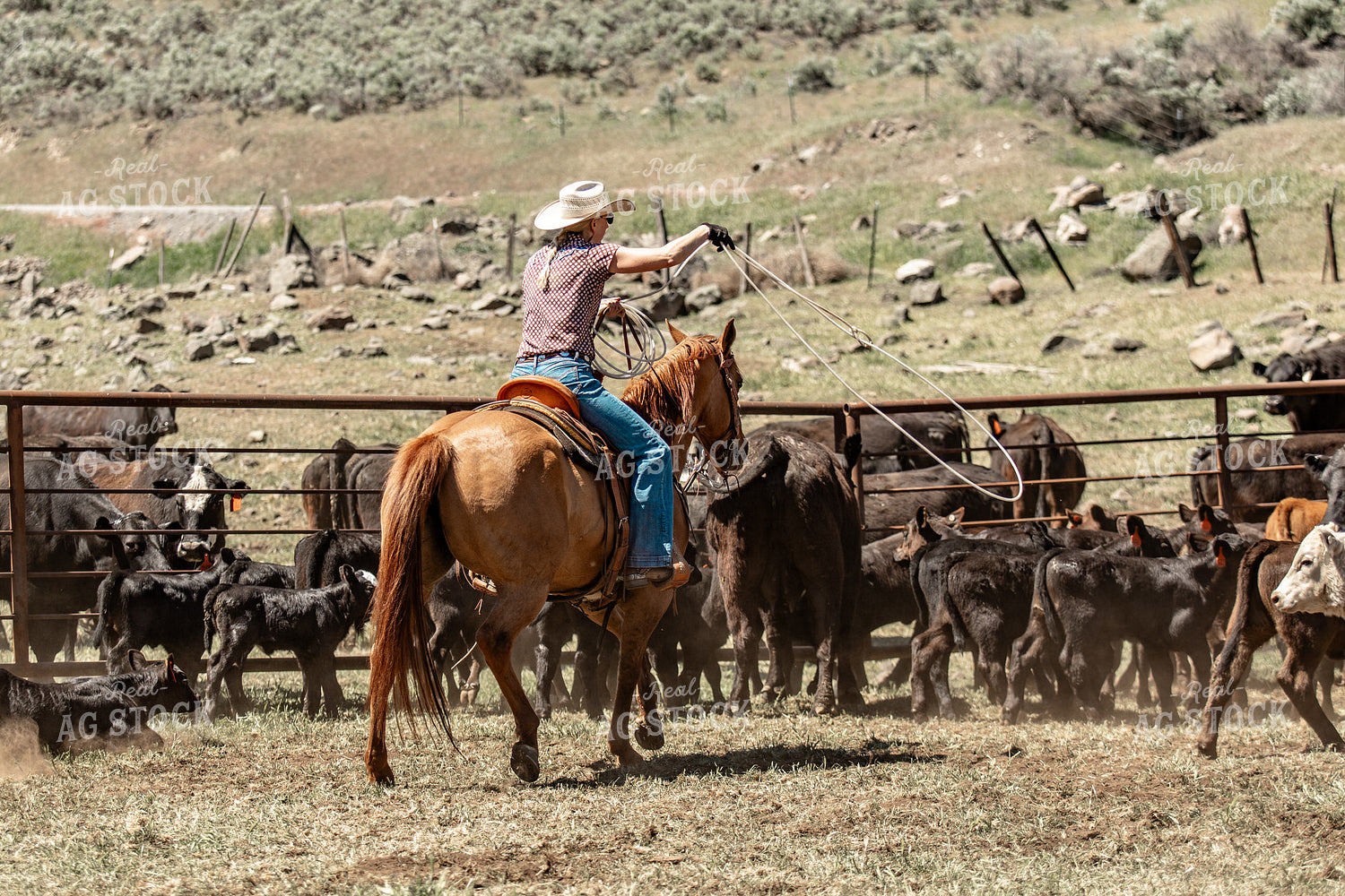 Female Rancher Roping Cattle on Horseback 188105