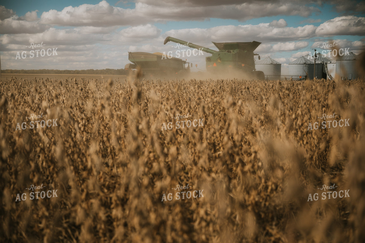 Soybean Harvest 6883