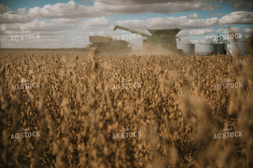 Soybean Harvest 6883