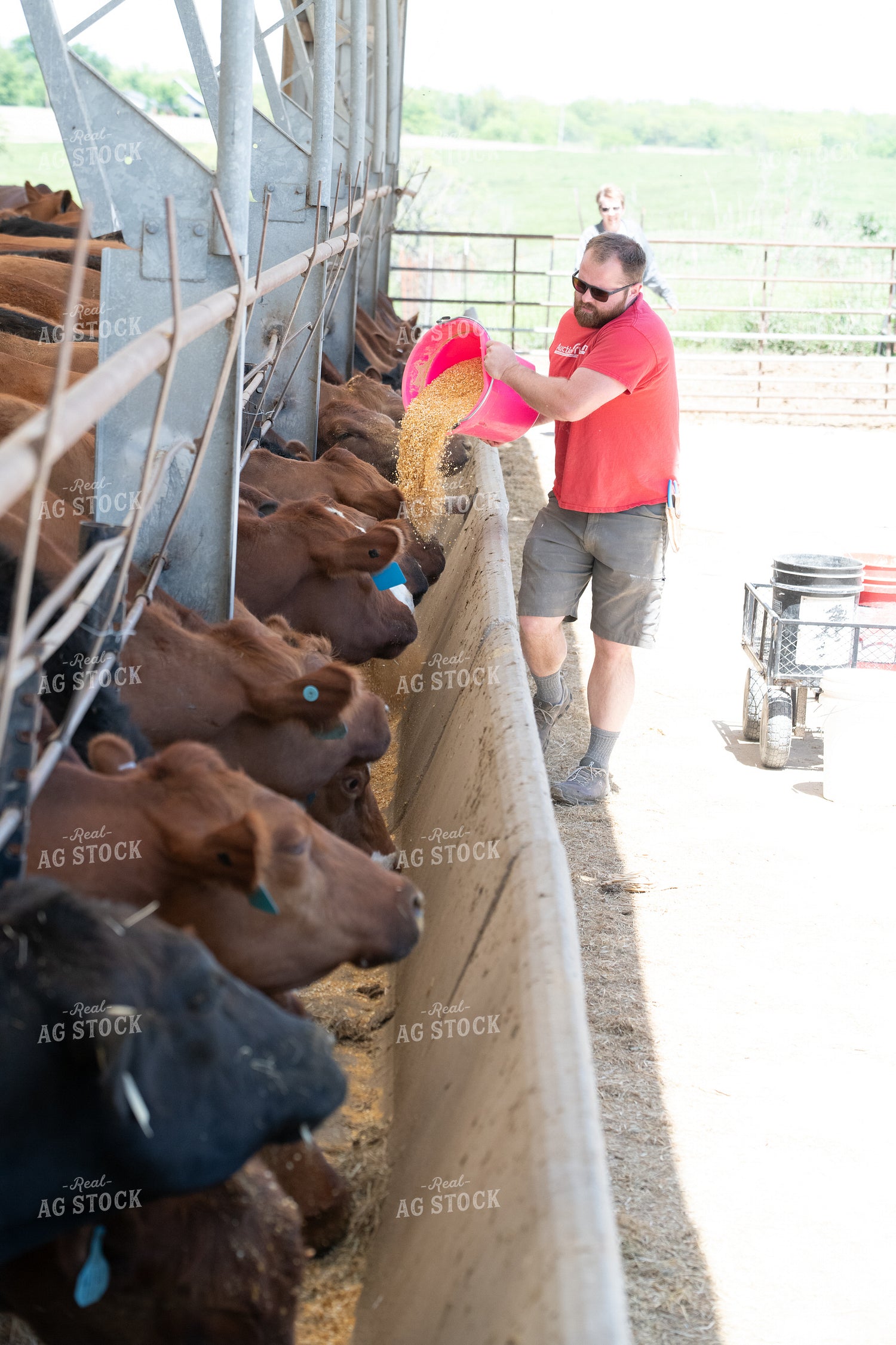 Cattle Producer Feeding Angus Cattle 193072