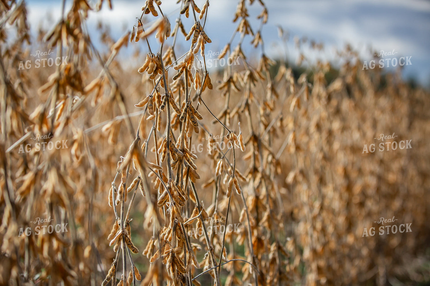 Dried Soybeans 270660