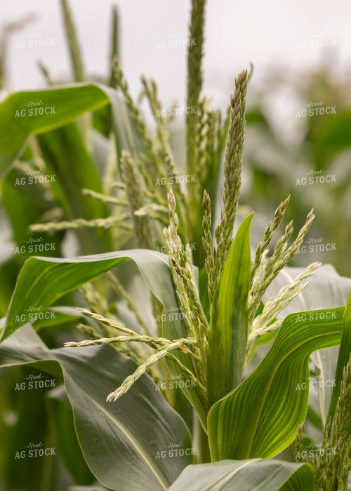 Corn Tassels 157218