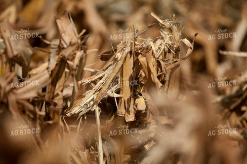 Corn - Dry 1369