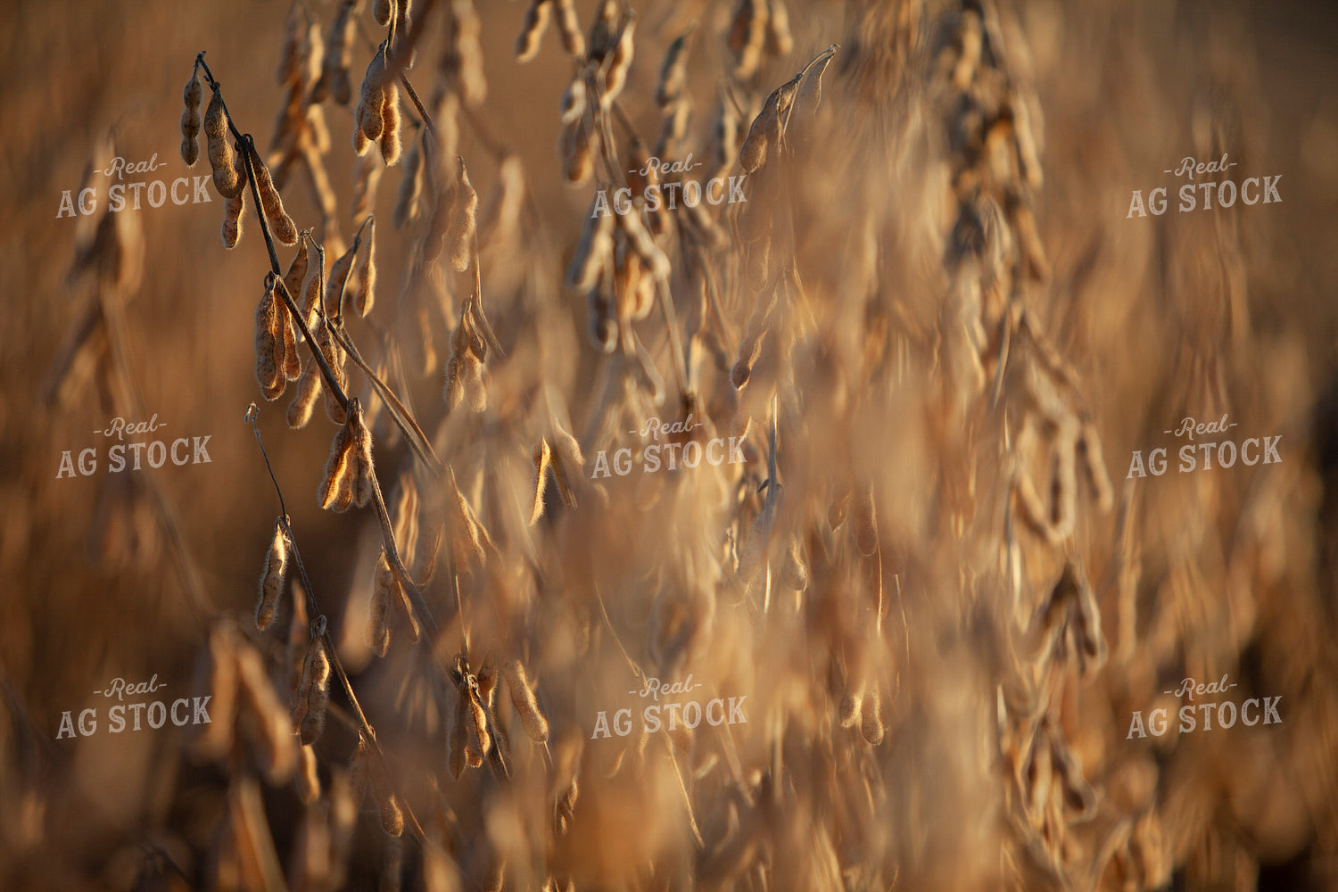 Soybeans - Dry 1566