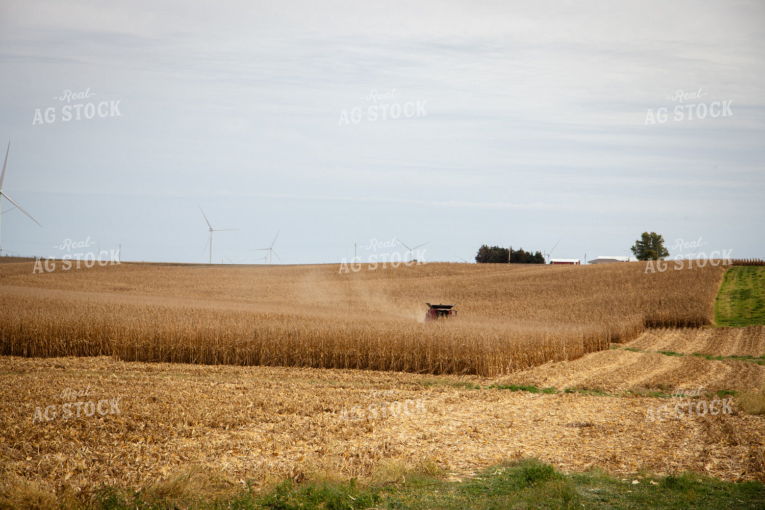 Corn Harvest 268226