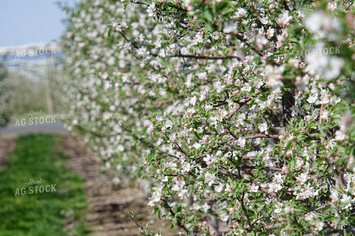 Apple Orchard 146082