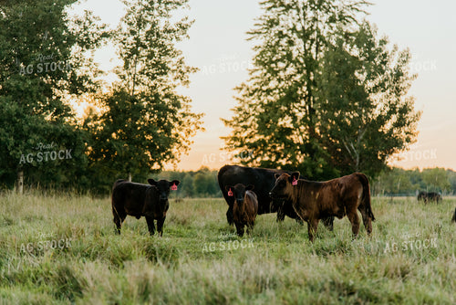 Cow and Calves in Pasture 118006