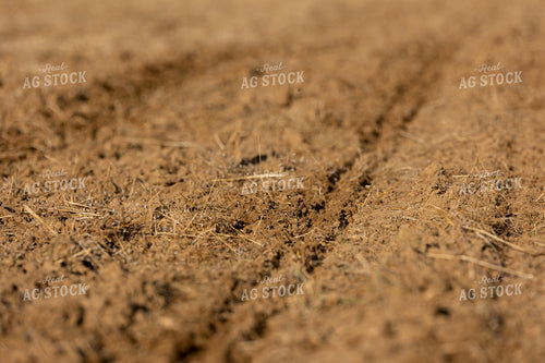 Just Planted Field 52383