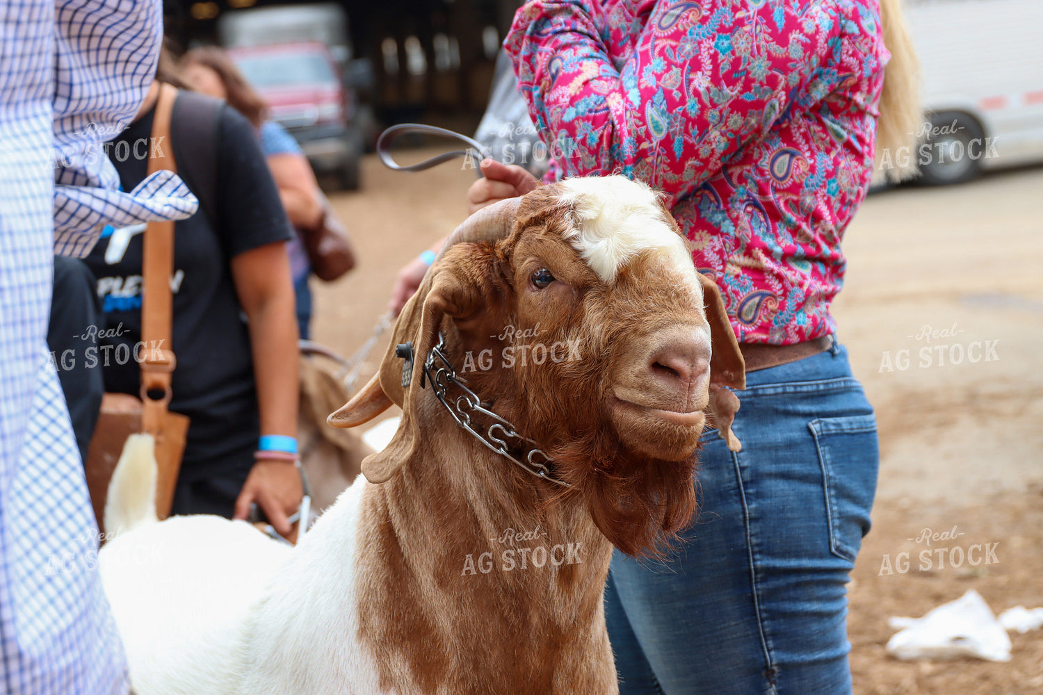 Showing Goats 52236