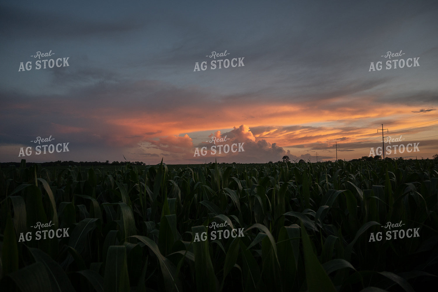 Corn Field 149010