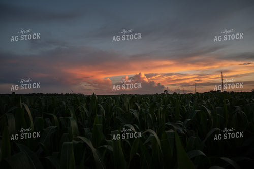 Corn Field 149010