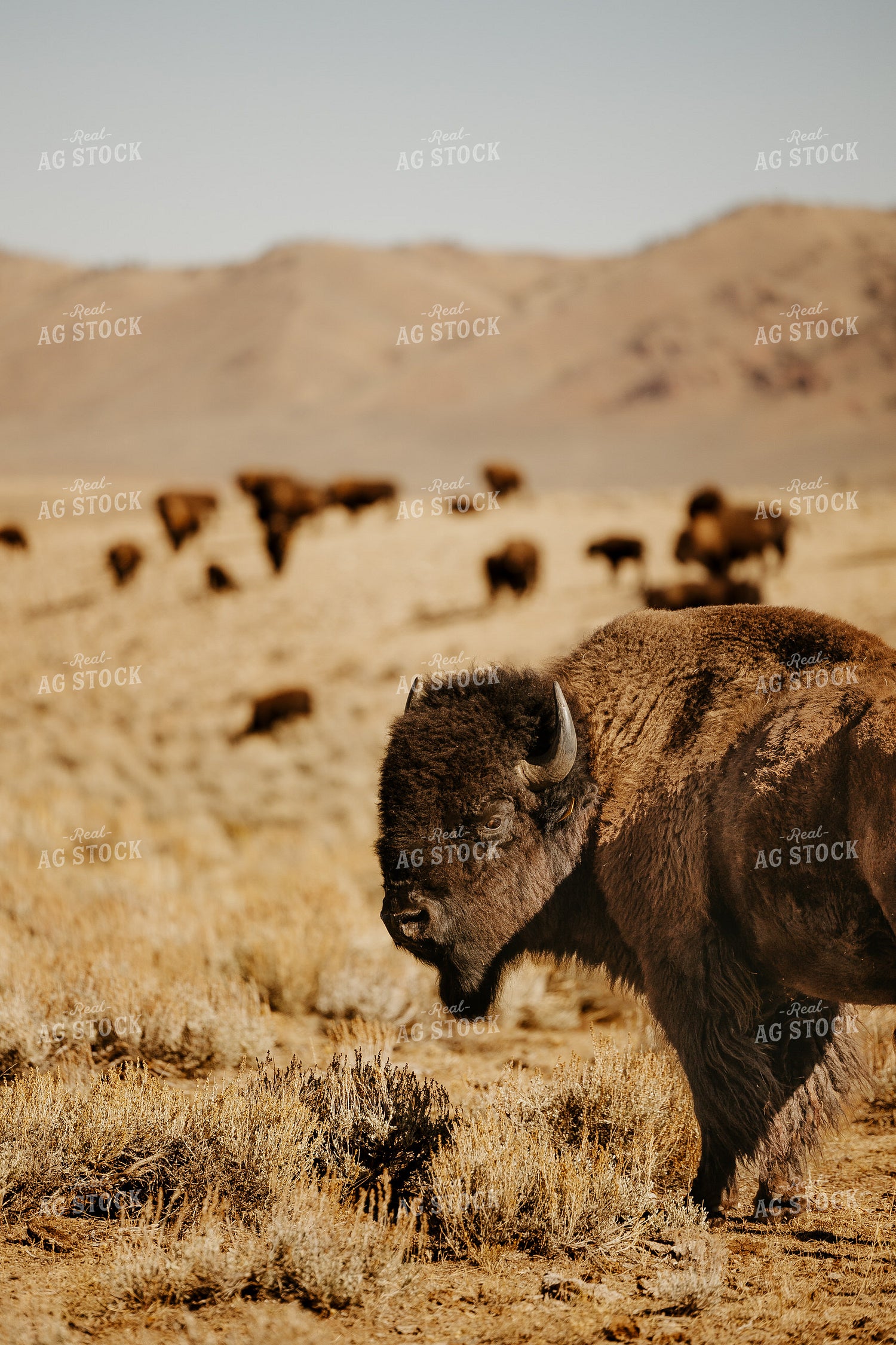 American Bison 207001