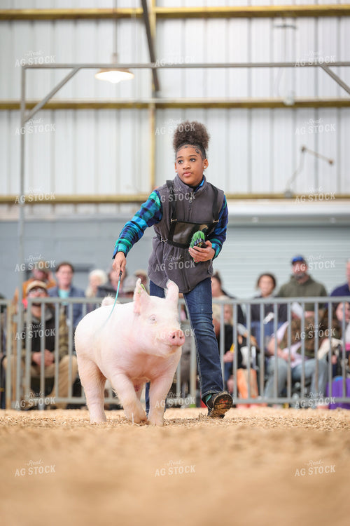 Showing Pigs 52338
