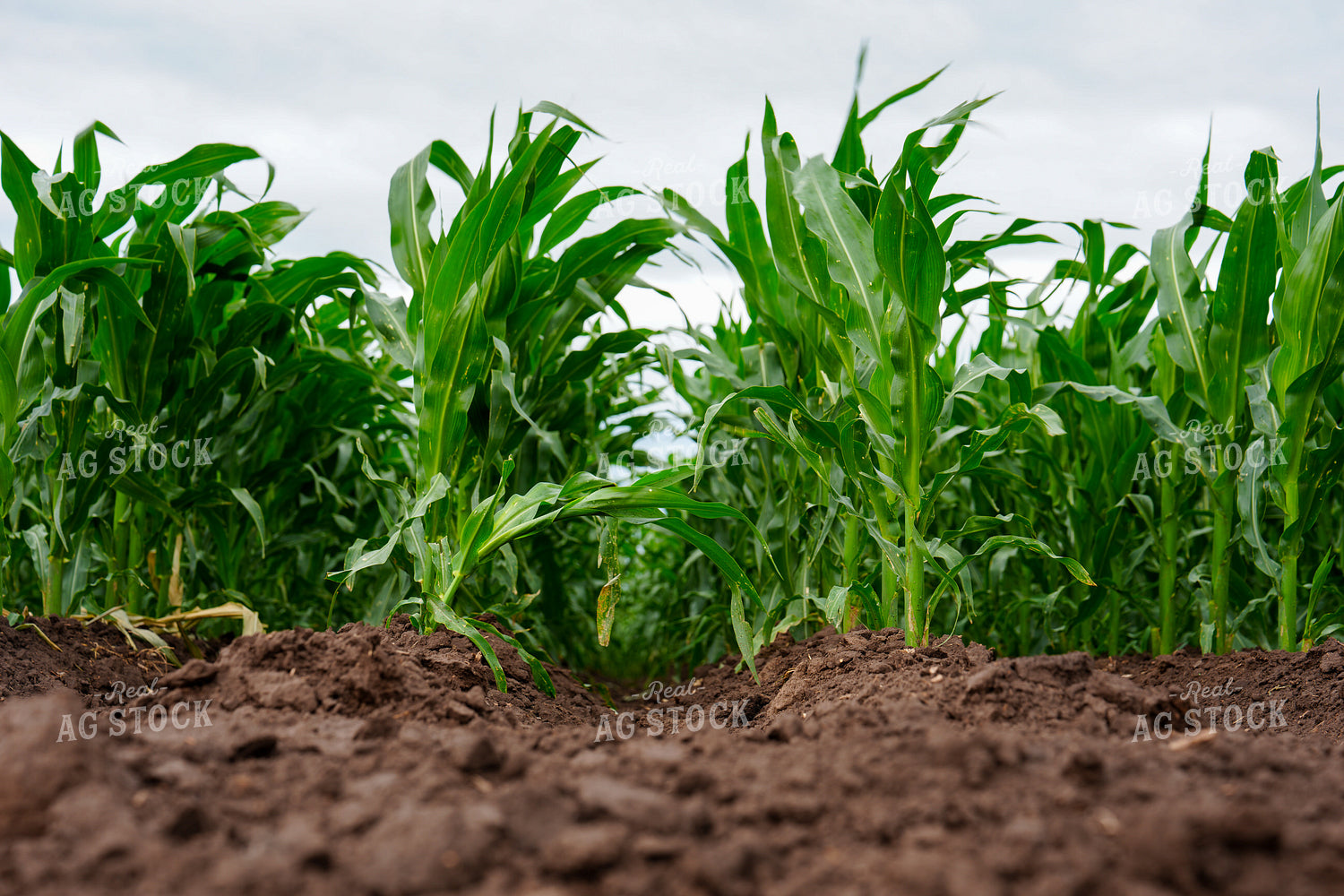 Early Growth Corn Field 65849