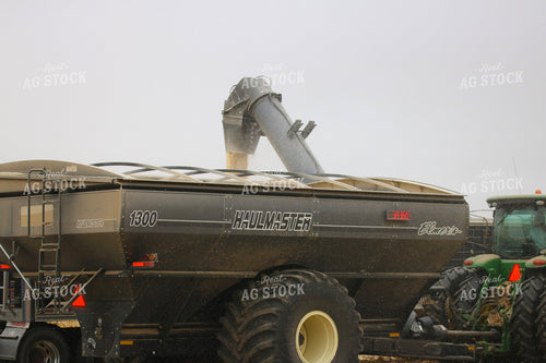 Unloading White Corn From Grain Cart 82334