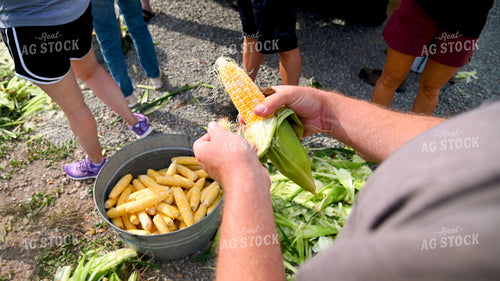 Family Shucking Sweet Corn 25268