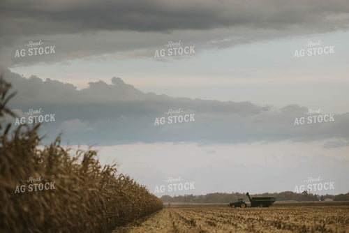 Corn Harvest 8577