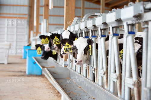 Holstein Calves 270175