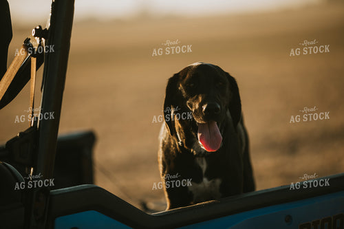Farm Dog 4801