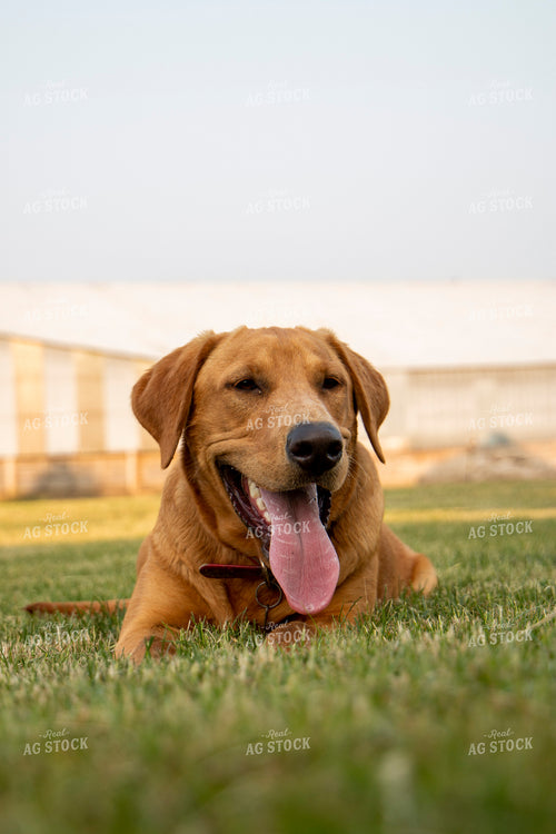 Farm Dog 157082