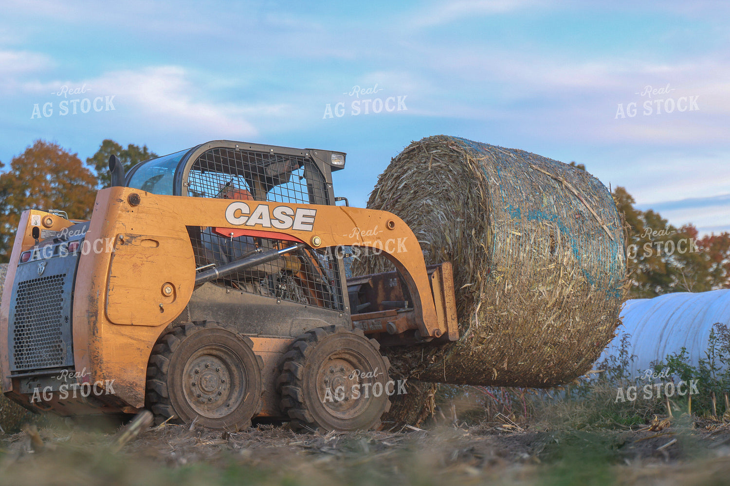 Moving Corn Stalk Bales 160364