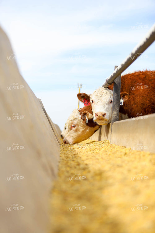 Cattle Eating Out of Trough 99007