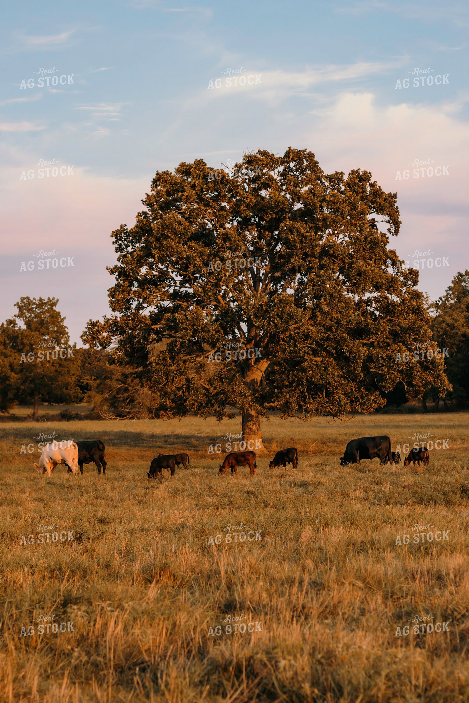 Cattle in Pasture 108027
