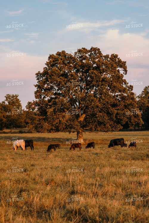 Cattle in Pasture 108027