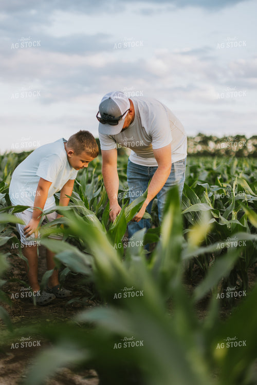 Farmer and Son Checking Corn 8797