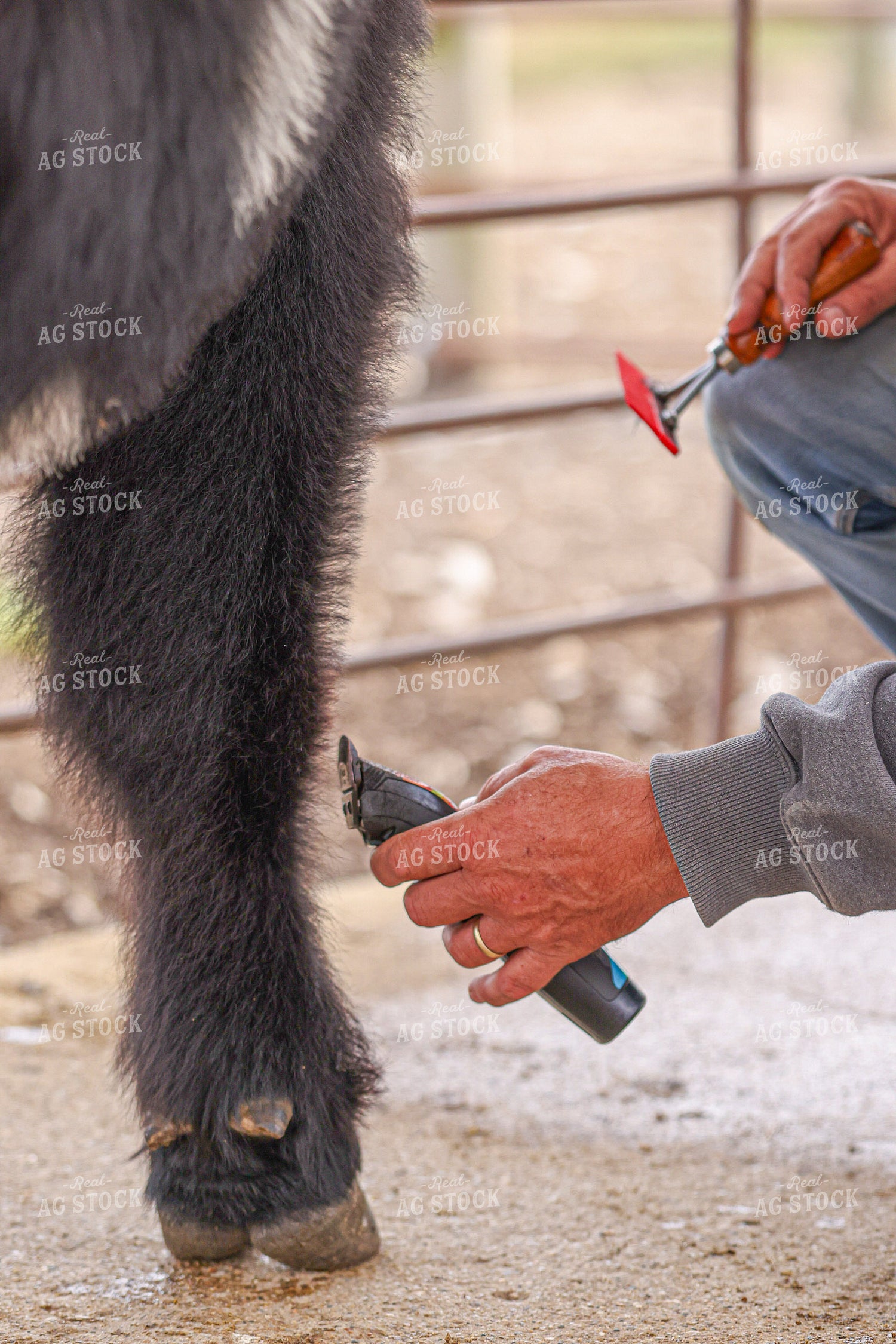 Clipping Show Calves 160445