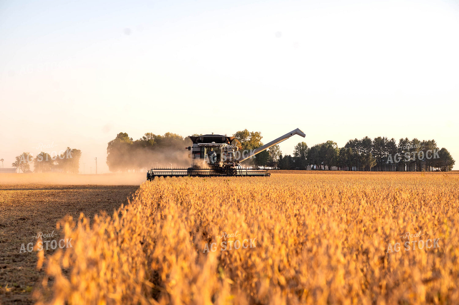 Soybean Harvest 115875