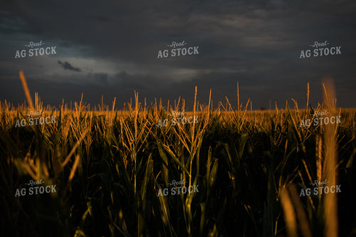 Corn Tassels at Sunset Dark Sky 3194