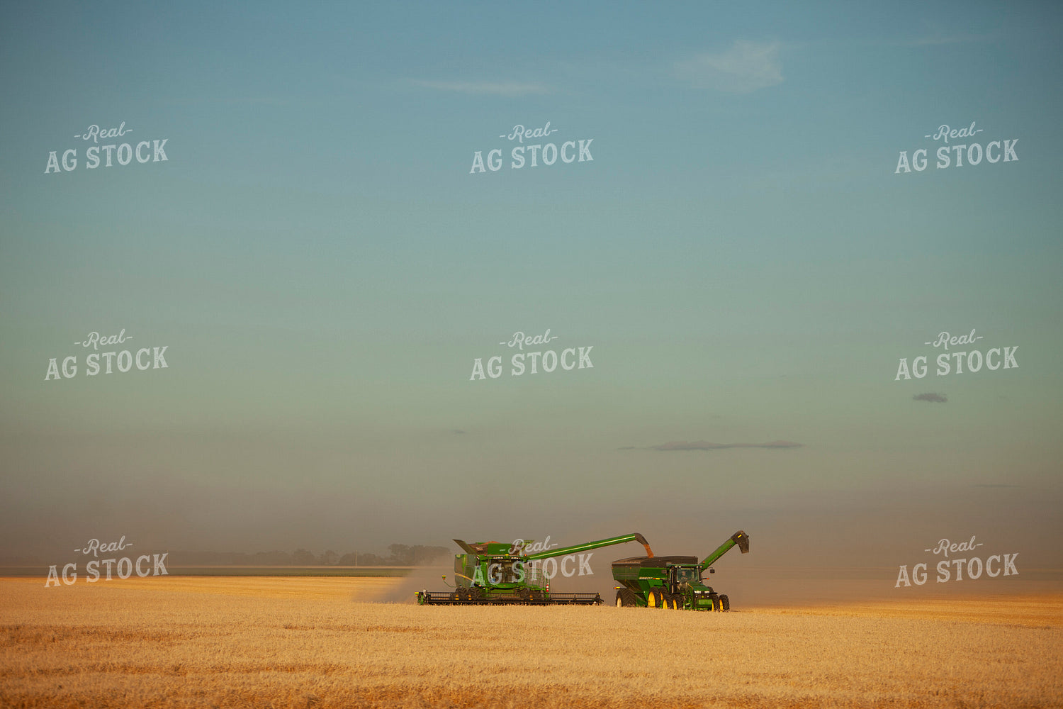 Wheat 2154
