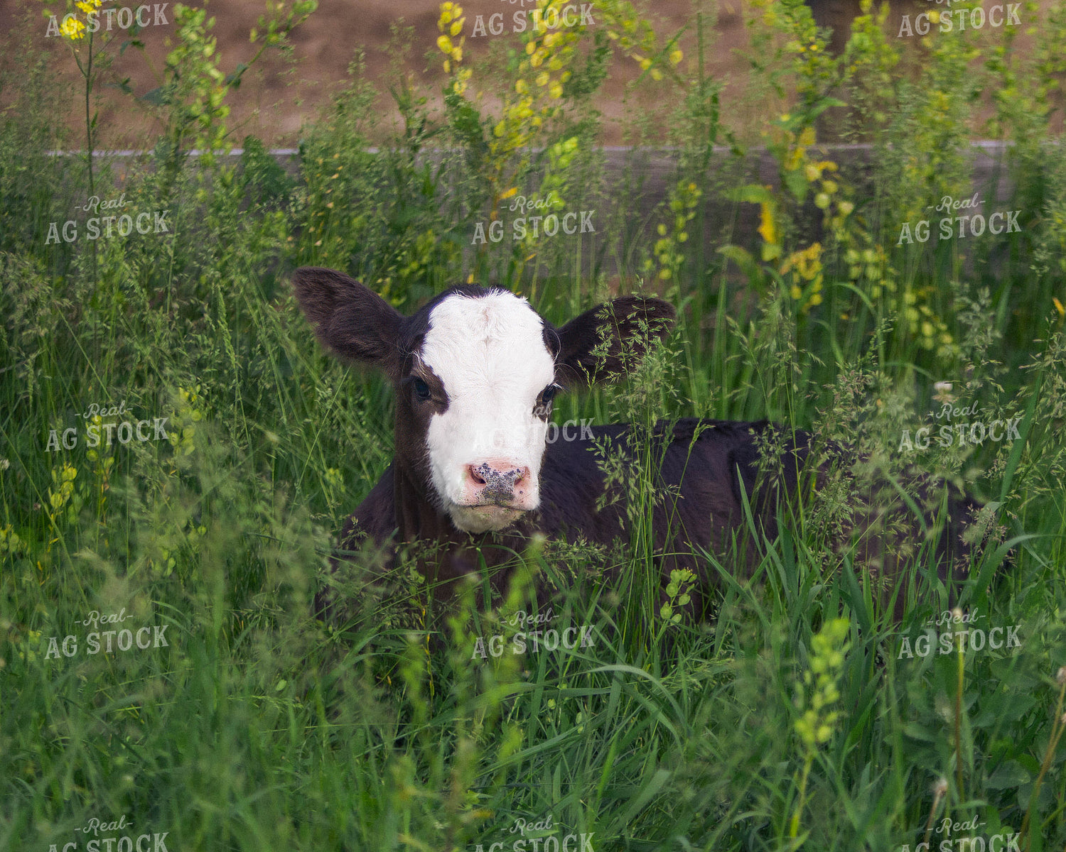 Simmental Calf 174052